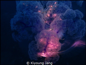 Jellyfish by Kiyoung Jang 